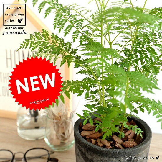 【希少植物】 ジャカランダ モスポット シリンダー型 （黒色） テラコッタ ミモシフォリア キリモドキ ジャヤカランタ ブラジリアンローズウッド 鉢植え 苗 苗木 ハカランダ 家具 楽器 観葉植物 送料無料 黒 ブラック グレー 灰色