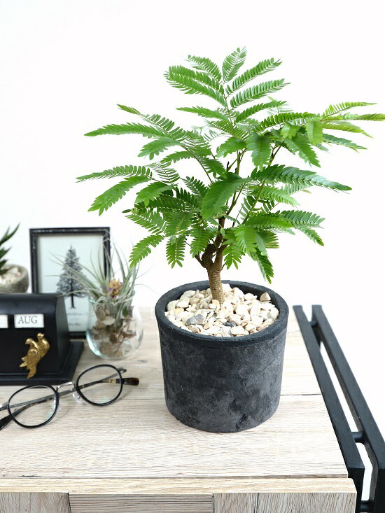 楽天市場 エバーフレッシュ 黒色 モスポット シリンダー型 テラコッタ鉢 鉢植え 鉢 苗 苗木 観葉植物 送料無料 丸鉢 鉢植え 陶器 素焼 黒 ブラック 灰色 灰 グレー Land Plants 楽天市場店 楽天市場 エバーフレッシュ 黒色 モスポット シリンダー型 テラコッタ鉢 鉢植え 鉢 苗 苗木 観葉植物 送料無料 丸鉢 鉢植え 陶器 素焼 黒 ブラック 灰色 灰 グレー Land Plants 楽天市場店