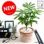 エバーフレッシュ (茶色)モスポット シリンダー型 テラコッタ鉢 鉢植え 鉢 苗 苗木 観葉植物 送料無料 丸鉢 鉢植え 陶器 素焼 茶 ブラウン オレンジ