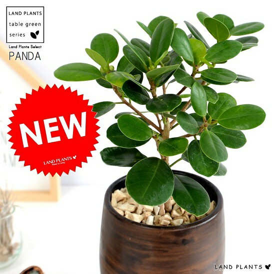 【希少植物】 ガジュマル（パンダ） ウッド風 ペイント陶器鉢 Sサイズ 【天然砕石・受皿・育て方】 パンダガジュマル ぱんだ 鉢植え 鉢 苗 苗木 観葉植物 茶色 ブラウン 木目 丸 ラウンド 送料無料