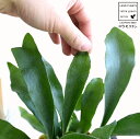 シダ ビカクシダ セメント シリンダー型 陶器鉢　コウモリラン 鉢植え 鉢 苗 苗木 観葉植物 送料無料 灰色 灰 グレー ねずみ 丸 ラウンド ビフルカツム シダ