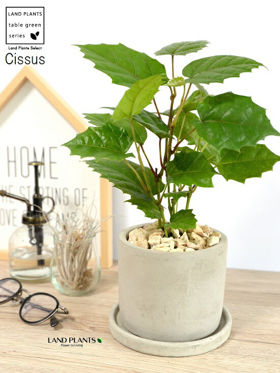 シッサス 植物図鑑