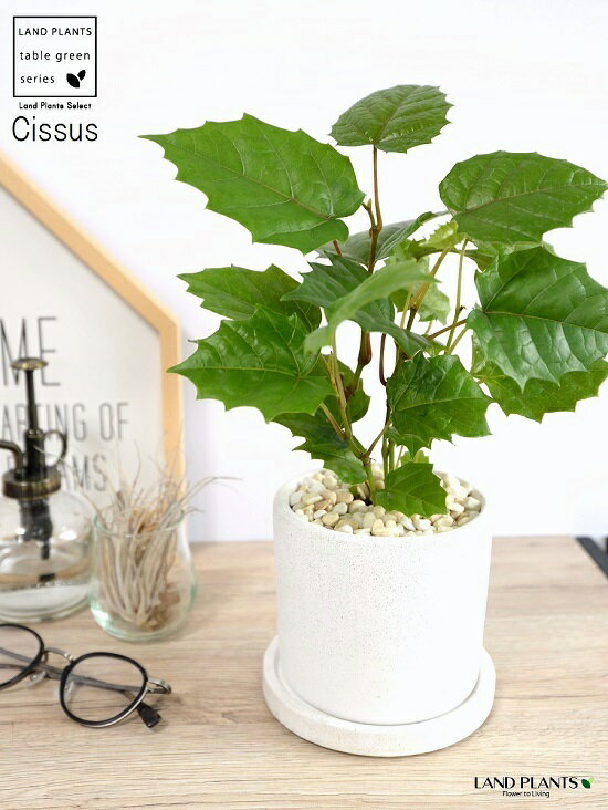 楽天市場 カンガルーアイビー 白色 シリンダー型 陶器鉢 グレープアイビー 鉢植え 植木 苗木 苗 なえ 観葉植物 送料無料 白 ホワイト 丸 ラウンド ボール Land Plants 楽天市場店