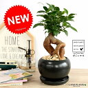 がじゅまる(幹太タイプ) 黒色 大丸 陶器鉢 【天然砕石・受皿・育て方】 多幸の樹 精霊が宿る木 鉢植え 鉢 苗 苗木 黒 ブラック 丸 ラウンド 観葉植物 送...