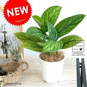 【お試し】【希少】 モンステラ(ジェイドシャトルコック) 4号 白色 プラスチック鉢 鉢植え苗 苗木 モンステラ カーステニアナ カステンアナ カステニアーナ ...