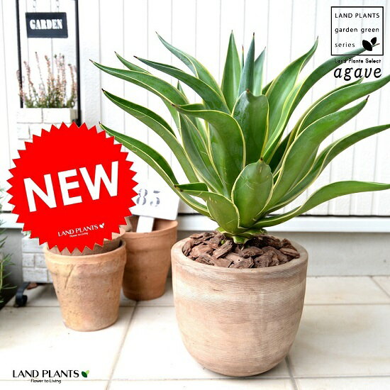 カッコイイ観葉植物 ブラウン スタイリッシュな鉢植えアガベです 斑入り バリエガータ アガベ ベネズエラ デザインの良い テラコッタ鉢 ベージュ 横縞 バークチップ アガペ 鉢植え 鉢 茶 ブラウン ベージュ 砂色 大型 観葉植物 送料無料 アロエ リュウゼツラン