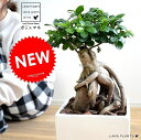 ガジュマル(超幹太) ホワイト キューブ型 陶器鉢 Lサイズ 幸福をもたらす 多幸の樹 精霊 がじゅまるの木 鉢植え 鉢 四角 スクエア 白 白色 観葉植物 送...