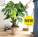 モンステラ モンステラ 茶色 エッグ型 ラウンド 陶器鉢 （バークチップ） 鉢植え 鉢 陶器 テラコッタ 素焼 茶 砂色 ブラウン 丸 観葉植物 観葉 大型 送料無料