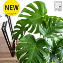 モンステラ 黒色 セラアート鉢 8号(バークチップ) 鉢植え 鉢 陶器 テラコッタ 素焼 黒 ブラック ラウンド 丸 観葉植物 観葉 大型 送料無料