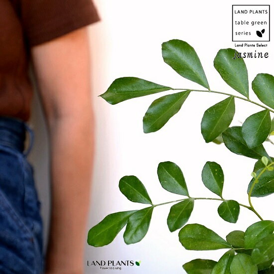 シルクジャスミン（ゲッキツ） 茶色 モスポット シリンダー型 陶器鉢【天然砕石・育て方】 ジャスミン オレンジジャスミン 七里香 十里香 万里香 姫万里香香味料 鉢植え 鉢 素焼 テラコッタ 茶 ブラウン オレンジ 丸 丸形 送料無料