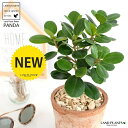 【希少植物】 ガジュマル（パンダ） 茶色 モスポット シリンダー型 陶器鉢 【天然砕石 育て方】 パンダガジュマル がじゅまる パンダ 鉢 鉢植え 苗 苗木 テラコッタ 素焼き MOSS POT 茶 ブラウン 観葉植物 送料無料