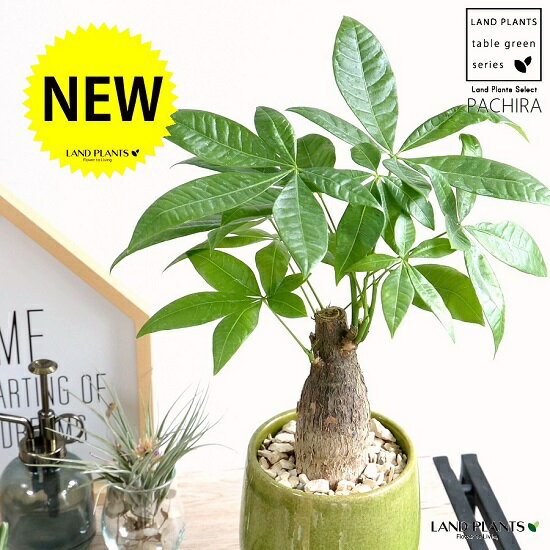 楽天市場】Moneytree(観葉植物|花・観葉植物):花・ガーデン 楽天市場】Moneytree(観葉植物|花・観葉植物):花・ガーデン