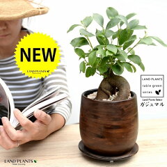 https://thumbnail.image.rakuten.co.jp/@0_mall/land-plants/cabinet/04773502/07459408/07870085/imgrc0103161650.jpg