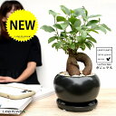 【半水耕栽培】 がじゅまる (幹太:ハイドロカルチャー植え) 黒色 大丸 陶器鉢 【ハイドロ・受皿・育て方】多幸の樹 精霊が宿る木 鉢植え 鉢 苗 苗木 水栽培 水耕 水 土を使わない 黒 ブラック 丸 ラウンド 観葉植物 観葉 小型 清潔 虫除け