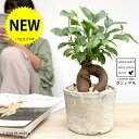 ガジュマル (幹太タイプ) 白色 モスポット シリンダー型 テラコッタ鉢 幸福をもたらす 多幸の樹 精霊 がじゅまるの木 人参 素焼 鉢植え 鉢 苗 苗木 ホワイト 白 観葉植物
