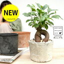 【3色】ガジュマル (幹太タイプ) 白色 or 茶色 or 黒色 モスポット シリンダー型 テラコッタ鉢 幸福をもたらす 多幸の樹 精霊 がじゅまるの木 人参 素焼 鉢植え 鉢 苗 苗木 ホワイト 白 観葉植物