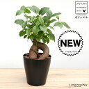 ガジュマル (幹太) 黒色 プラスチック鉢 4号 鉢植え 鉢 苗 苗木 観葉植物 黒 ブラック 丸 ラウンド 送料無料