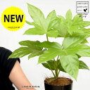 ヤツデ(八手) 黒色 プラスチック鉢 4号 テングノハウチワ 天狗の羽団扇 掌型 植栽 庭木 庭園木 鉢植え 鉢 苗 苗木 観葉植物 黒 ブラック 丸 ラウンド...