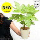 【お試し】 ヤツデ(八手) 白色 プラスチック鉢 4号 テングノハウチワ 天狗の羽団扇 掌型 植栽 庭木 庭園木 鉢植え 鉢 苗 苗木 観葉植物 白 ホワイト ...