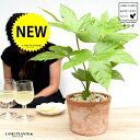 ヤツデ(八手) 茶色 モスポット シリンダー型 テラコッタ鉢 【天然砕石】 テングノハウチワ 天狗の羽団扇 掌型 植栽 庭木 庭園木 ハッカクキンバン 八角金盤素焼 鉢植え 鉢 苗 苗木 ブラウン 茶 オレンジ 観葉植物 送料無料
