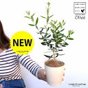 【お試し】 オリーブ 4号 (品種:おまかせ)白色 プラスチック鉢【ココファイバー】 オリーブ苗 苗木 苗 鉢植え 鉢 観葉植物 植物 植木 結婚式で両親へのプ...