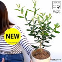 【お試し】 オリーブ 4号 (品種:おまかせ)白色 プラスチック鉢【ココファイバー】 オリーブ苗 苗木 苗 鉢植え 鉢 観葉植物 植物 植木 結婚式で両親へのプ...