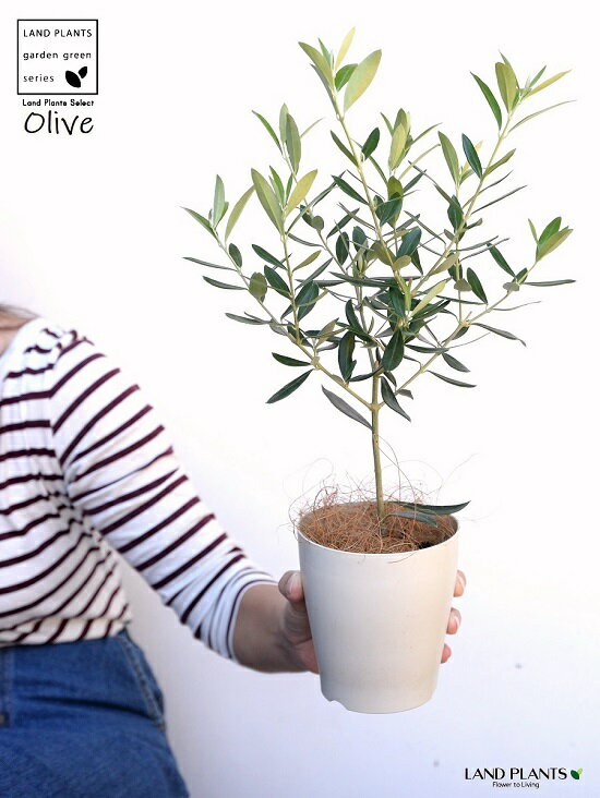 オリーブの植え替え時期と方法 枯れないコツをご紹介 暮らし の