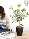 【お試し】 オリーブ(品種:おまかせ) 4号 黒色 プラスチック鉢【ココファイバー】 オリーブ苗 苗木 苗 鉢植え 鉢 観葉植物 植物 植木 結婚式で両親へのプ...