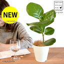 シーグレープ(ハマベブドウ) 4号 白色 プラスチック鉢 【ココファイバー】 浜辺葡萄 浜辺 浜辺ぶどう ぶどう ココロバ 苗 苗木 鉢植え 植木 白 ホワイト 丸 プラ鉢 12cm 観葉植物
