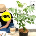 【お試し】 ミラクルニーム(虫除けの木) 黒色 4号 プラスチック鉢【ココファイバー】 奇跡の木 ニーム 蚊連草 ニームオイル 印度栴檀 インドセンダン アザジ...