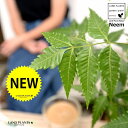 【お試し】 ミラクルニーム(虫除けの木) 4号 白色 プラスチック鉢 奇跡の木 ニーム 蚊連草 ニームオイル 印度栴檀 インドセンダン アザジラクチン メリアア...