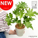 【お試し】 セローム 4号 白色 プラスチック鉢 【ココファイバー】 ヒトデカズラ フィロデンドロン サトイモ 苗 苗木 鉢 プラ鉢 プラスチック 植木鉢 観葉...
