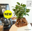 ガジュマル(幹太) 白色 ポリゴン型 多角形 陶器鉢 【ハイドロ・受皿・育て方】 多幸の樹 精霊が宿る木 ガジュマル 鉢 鉢植え 植木鉢 陶器 苗 苗木 白 ホワイト 艶消し 異形 変形 釉薬 焼物 信楽観葉植物 観葉 小型 和 和風 モダン スタイリッシュ