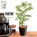 【お試し】 山椒(サンショウ) 4号 黒色 プラスチック鉢 【ココファイバー】 サンショウ苗 山椒の木 サンショウの木 木の芽 キノメ ハジカミ 葉サンショウ ...
