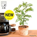 山椒(サンショウ) 茶色 モスポット シリンダー型 陶器鉢 【バークチップ】 サンショウ苗 山椒の木 サンショウの木 木の芽 キノメ ハジカミ 葉サンショウ 葉...