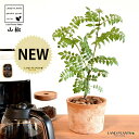 山椒(サンショウ) 茶色 モスポット シリンダー型 陶器鉢 【バークチップ】 サンショウ苗 山椒の木 サンショウの木 木の芽 キノメ ハジカミ 葉サンショウ 葉...