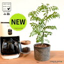 山椒(サンショウ) 黒色 モスポット シリンダー型 陶器鉢 【バークチップ】 サンショウ苗 山椒の木 サンショウの木 木の芽 キノメ ハジカミ 葉サンショウ 葉...