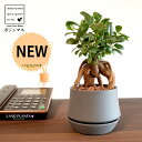 がじゅまる(幹太)受皿一体式 シェイプ型 陶器鉢 ダークグレー 【ハイドロ・受皿・育て方】 多幸の樹 精霊が宿る木 ガジュマル 鉢 鉢植え 植木鉢 陶器 焼物 ...