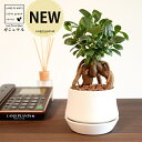 がじゅまる(幹太)受皿一体式 シェイプ型 陶器鉢 マットホワイト 【ハイドロ・受皿・育て方】 多幸の樹 精霊が宿る木 ガジュマル 鉢 鉢植え 植木鉢 陶器 焼物...