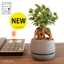 がじゅまる(幹太)受皿一体式 バルーン型 陶器鉢 ダークグレー 【ハイドロ・受皿・育て方】 多幸の樹 精霊が宿る木 ガジュマル 鉢 鉢植え 植木鉢 陶器 焼物 ...