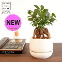 がじゅまる(幹太)受皿一体式 バルーン型 陶器鉢 マットホワイト 【ハイドロ・受皿・育て方】 多幸の樹 精霊が宿る木 ガジュマル 鉢 鉢植え 植木鉢 陶器 焼物...