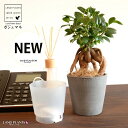 【底面給水】 がじゅまる(幹太)カップ型 粗削り クレイポット インナーカップ付(黒土) 【ココファイバー・育て方】 多幸の樹 精霊が宿る木 ガジュマル 鉢 鉢...