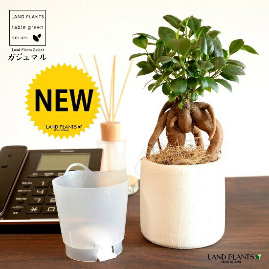 【底面給水】 がじゅまる（幹太）シリンダー型 粗削り クレイポット インナーカップ付（白土） 【ココファイバー・育て方】 多幸の樹 精霊が宿る木 ガジュマル 鉢 鉢植え 植木鉢 陶器 焼物 素焼 鉢カバー 筒型 白 ホワイト 粘土 観葉植物 観葉 小型