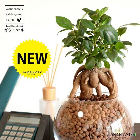 【水耕栽培】 がじゅまる（幹太）ボール型 ガラス容器 ハイドロボール 植え（発泡煉石） 【ハイドロ・育て方】14S 多幸の樹 精霊が宿る木 ガジュマル ガラス 花器 花瓶 ベース ヴェイス 花入れ 花生け 透明 ハイドロカルチャー 水栽培 観葉植物 観葉