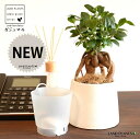 【底面給水】 がじゅまる(幹太)富士山型 粗削り クレイポット インナーカップ付(白土) 【ココファイバー・育て方】 多幸の樹 精霊が宿る木 ガジュマル 鉢 鉢...