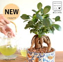 【鉢カバー】がじゅまる(幹太)手塗り ペイント&プリント 段付き 陶器鉢 ブルー 【ハイドロ】 多幸の樹 精霊が宿る木 ガジュマル 鉢 鉢植え 植木鉢 陶器 焼物 苗 苗木 観葉植物 観葉 小型
