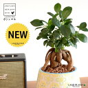 がじゅまる(幹太)ぼってり 受皿一体型 手塗り ペイント&プリント 陶器鉢 スカイブルー 【ハイドロ・受皿・育て方】 多幸の樹 精霊が宿る木 ガジュマル 鉢 鉢植え 植木鉢 陶器 焼物 苗 苗木 青色 水色 観葉植物 観葉 小型