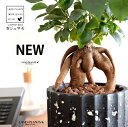 【鉢カバー】 がじゅまる(幹太)コンテンポラリー カラフルチップ ポット 黒色 【ハイドロ・育て方】 多幸の樹 精霊が宿る木 ガジュマル 鉢 鉢植え 植木鉢 陶器 焼物 苗 苗木 足付き 脚付き 素焼 黒 ブラック 粘土 ペンキ 塗装 観葉植物 観葉 小型