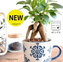 がじゅまる カップ&ソーサー 手塗り ペイント&プリント 陶器鉢 ブルー 【ハイドロ・受皿・育て方】 多幸の樹 精霊が宿る木 ガジュマル 鉢 鉢植え 植木鉢 陶...