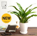 万年青：オモト（有田：宗石） 【植木鉢変更 ※トール→ラウンドで納品】 白色 スリム型 トール陶器鉢 【天然砕石 受皿 育て方】 モダンオモト 有田おもと 御祝い品 縁起物 金運 金運アップ 万年青 おもと スズラン 吉草 長寿草 花壇綱目